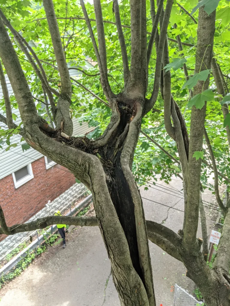 broken tree