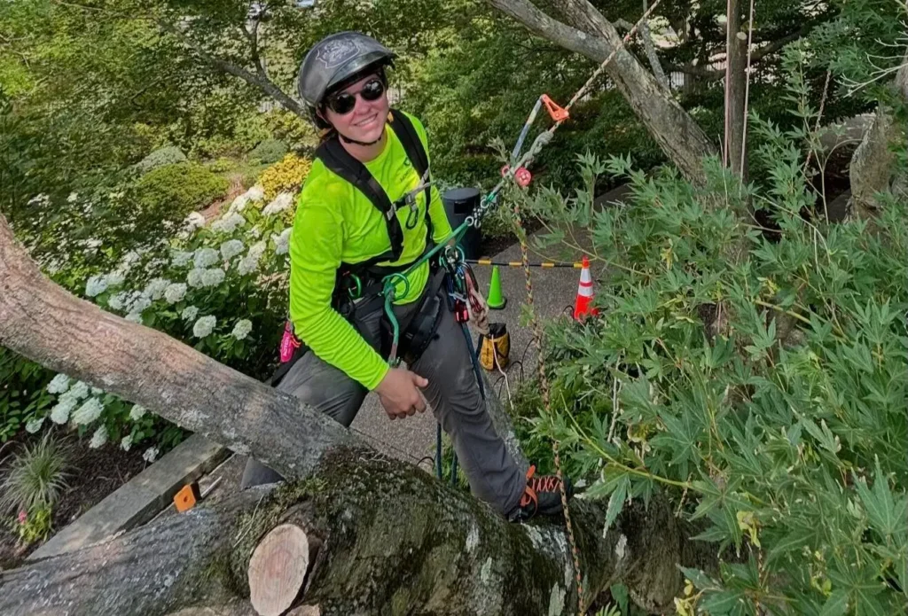 person up in tree working