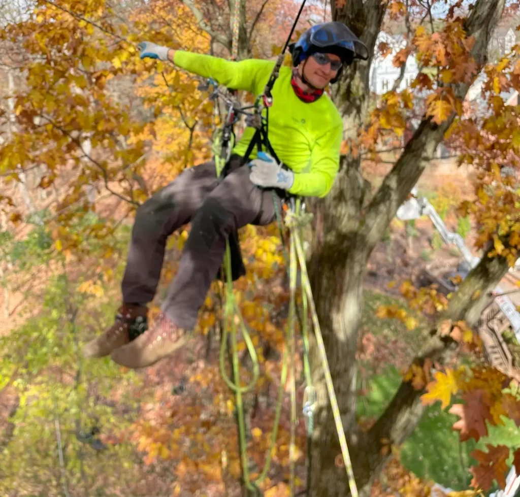 person working in a tree