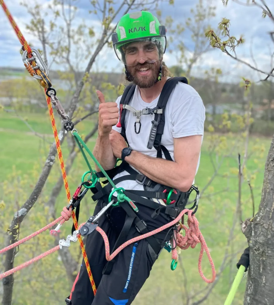 person working in a tree