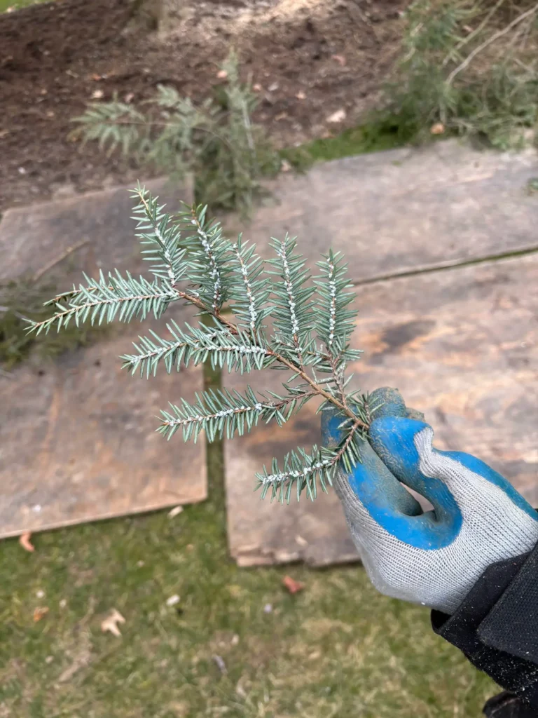 unhealthy pine branch being held