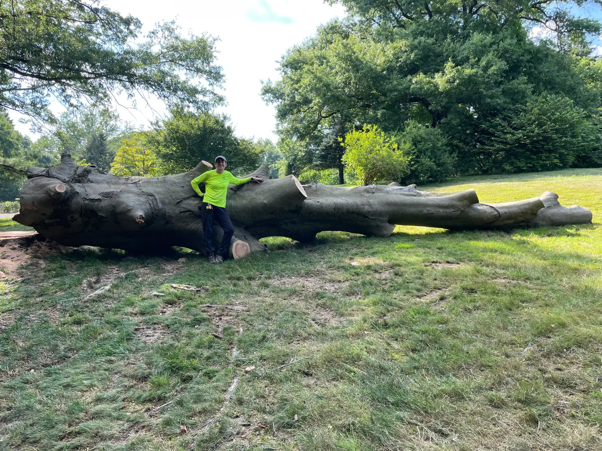 person in front of cut down tree