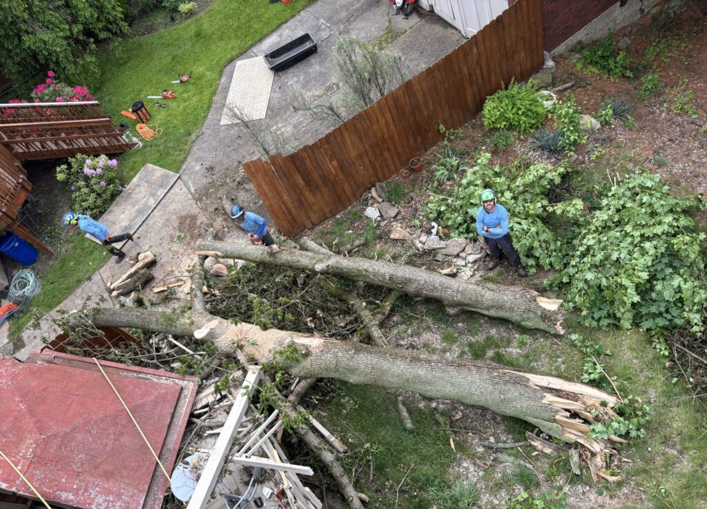 storm damage tree